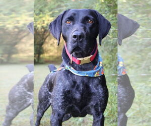 German Shorthaired Pointer Dogs for adoption in Columbus, IN, USA