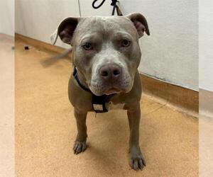 American Pit Bull Terrier Dogs for adoption in Martinez, CA, USA
