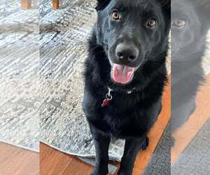 German Shepherd Dog Dogs for adoption in Gretna, NE, USA