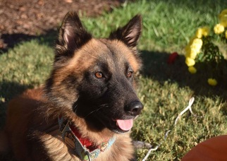 Small German Shepherd Dog Mix