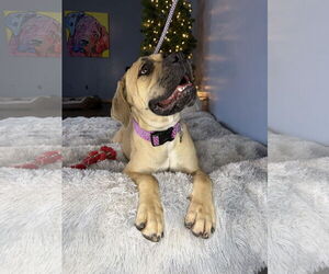 Mutt Dogs for adoption in Goodyear, AZ, USA