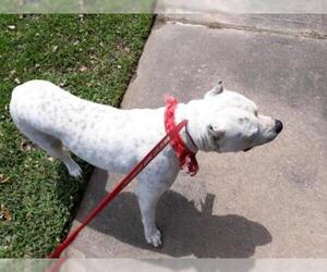 Dogo Argentino Dogs for adoption in Houston, TX, USA