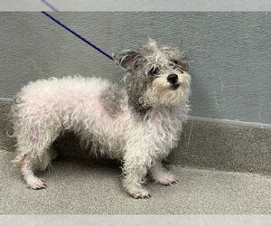 Chihuahua-Poodle (Toy) Mix Dogs for adoption in Las Vegas, NV, USA