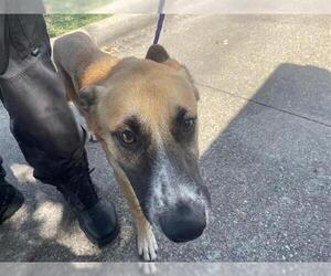 Labrador Retriever Dogs for adoption in Houston, TX, USA