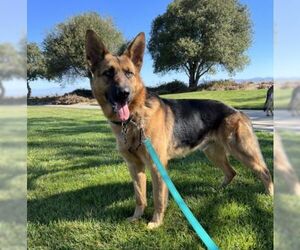 German Shepherd Dog Dogs for adoption in Irvine, CA, USA
