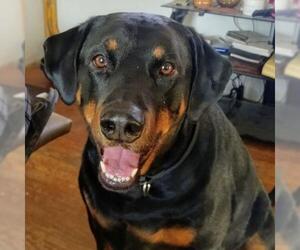 Rottweiler Dogs for adoption in Belleuve, NE, USA