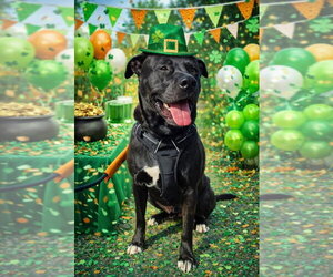 American Staffordshire Terrier-Unknown Mix Dogs for adoption in Myrtle Beach, SC, USA