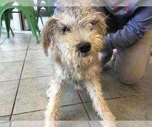 - Mix Dogs for adoption in San Antonio, TX, USA