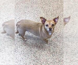 Chihuahua-Unknown Mix Dogs for adoption in Springfield, MA, USA