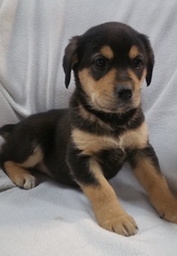 Medium Photo #1 Doberman Pinscher-Unknown Mix Puppy For Sale in Pottstown, PA, USA