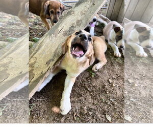Great Pyrenees-Unknown Mix Dogs for adoption in Tracy City, TN, USA