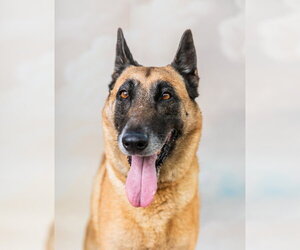 Mutt Dogs for adoption in Pasadena, CA, USA