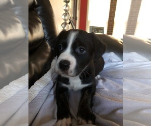 Mastador Dogs for adoption in pomfret, CT, USA