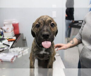 Mutt Dogs for adoption in Chestertown, MD, USA