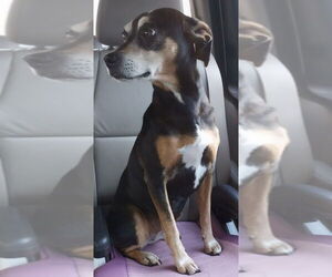 Mutt Dogs for adoption in Ellijay, GA, USA