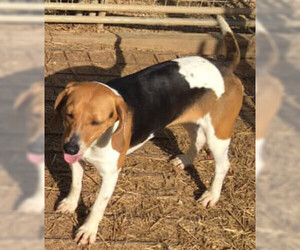 Small Beagle-English Foxhound Mix