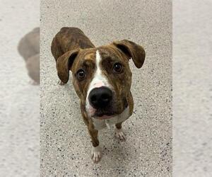 American Pit Bull Terrier Dogs for adoption in Brighton, CO, USA