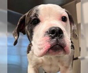 American Bulldog-Unknown Mix Dogs for adoption in Canton, CT, USA