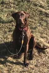 Chesapeake Bay Retriever-Unknown Mix Dogs for adoption in Brooklyn Center, MN, USA