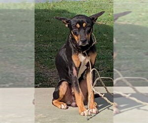 German Shepherd Dog-Unknown Mix Dogs for adoption in San Antonio, TX, USA