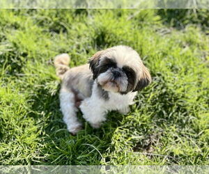 Shih Tzu Dogs for adoption in New Albany, OH, USA
