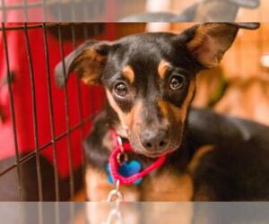 Chipin Dogs for adoption in Washington, DC, USA