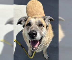 Great Pyrenees Dogs for adoption in Salinas, CA, USA