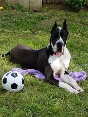 Great Dane Dogs for adoption in Oakley, CA, USA