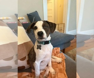 Mutt Dogs for adoption in Holly Springs, NC, USA
