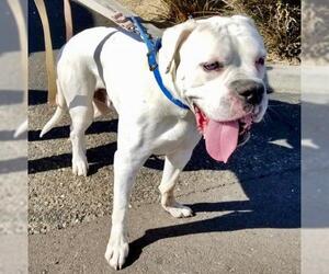 American Bulldog Dogs for adoption in Glendale , AZ, USA
