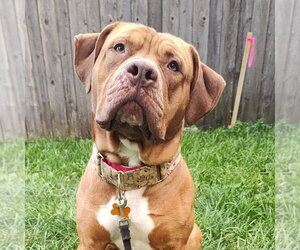 Dogue de Bordeaux-Staffordshire Bull Terrier Mix Dogs for adoption in Minneapolis, MN, USA