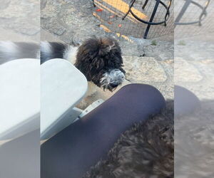 Poodle (Standard)-Unknown Mix Dogs for adoption in Aurora, IN, USA