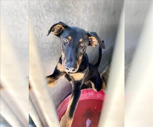 Doberman Pinscher Dogs for adoption in San Bernardino, CA, USA