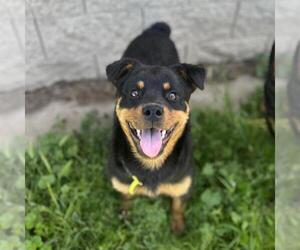 Rottweiler Dogs for adoption in Modesto, CA, USA