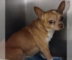Chihuahua Dogs for adoption in Downey, CA, USA