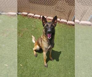 Mutt Dogs for adoption in Chula Vista, CA, USA