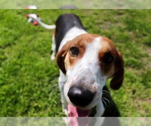 American Foxhound Dogs for adoption in Norfolk, VA, USA