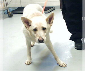 German Shepherd Dog Dogs for adoption in Fayetteville, NC, USA