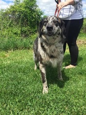 Australian Shepherd Dogs for adoption in Lewisburg, WV, USA