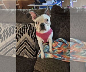 Boston Terrier-Unknown Mix Dogs for adoption in Evansville, IN, USA