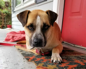 Medium Photo #1 Boxer-Unknown Mix Puppy For Sale in Madison, AL, USA