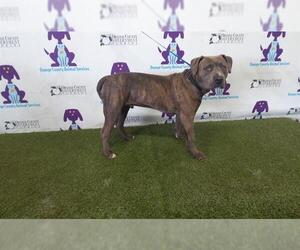 American Pit Bull Terrier Dogs for adoption in Orlando, FL, USA