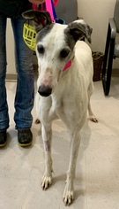 Greyhound Dogs for adoption in Independence, MO, USA