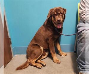 Labrador Retriever-Unknown Mix Dogs for adoption in Houston, TX, USA