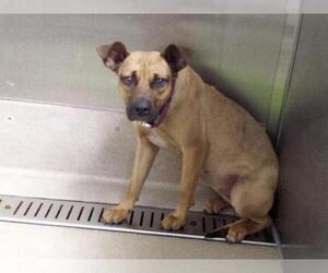 Labrador Retriever-Unknown Mix Dogs for adoption in Fort Lauderdale, FL, USA