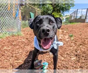 American Pit Bull Terrier-Labrador Retriever Mix Dogs for adoption in Denver, CO, USA