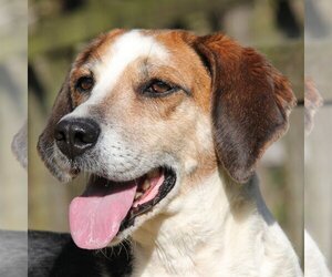 Treeing Walker Coonhound Dogs for adoption in Lovingston, VA, USA