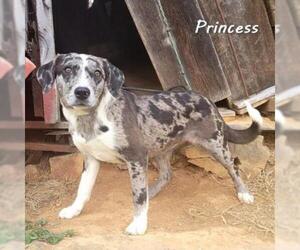 Australian Shepherd Dogs for adoption in Madisonville, TN, USA