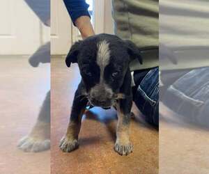 Mutt Dogs for adoption in Bolivar, MO, USA