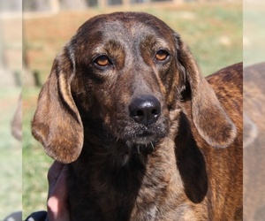 Black and Tan Coonhound-Labrador Retriever-Mountain Cur Mix Dogs for adoption in Lovingston, VA, USA
